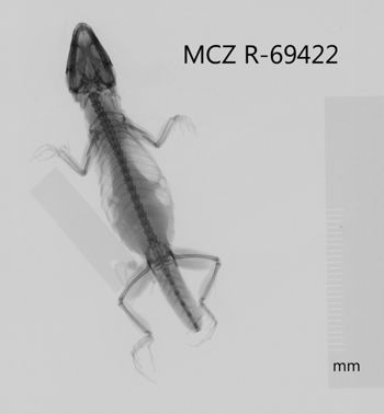 Media type: image;   Herpetology R-69422 Aspect: dorsoventral x-ray